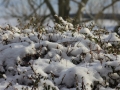 IMG_2718 (800x533)