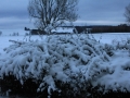 IMG_2971 (800x533)