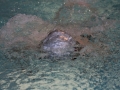 IMG_3133 (800x533)