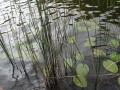 IMG_1119 (800x533)